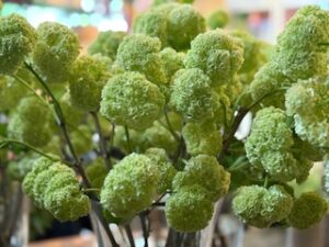 twigs-flower-shop (20)