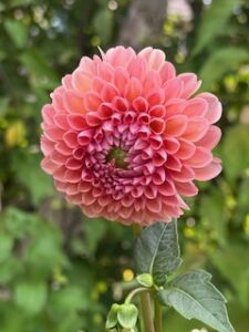 twigs-flower-shop (29)